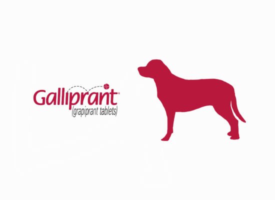 Galliprant for Dogs