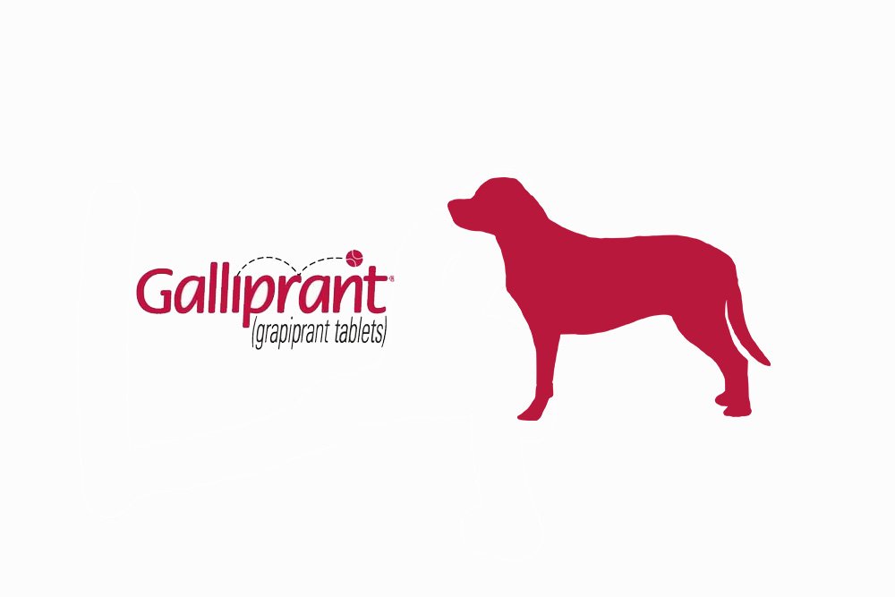 Galliprant for Dogs