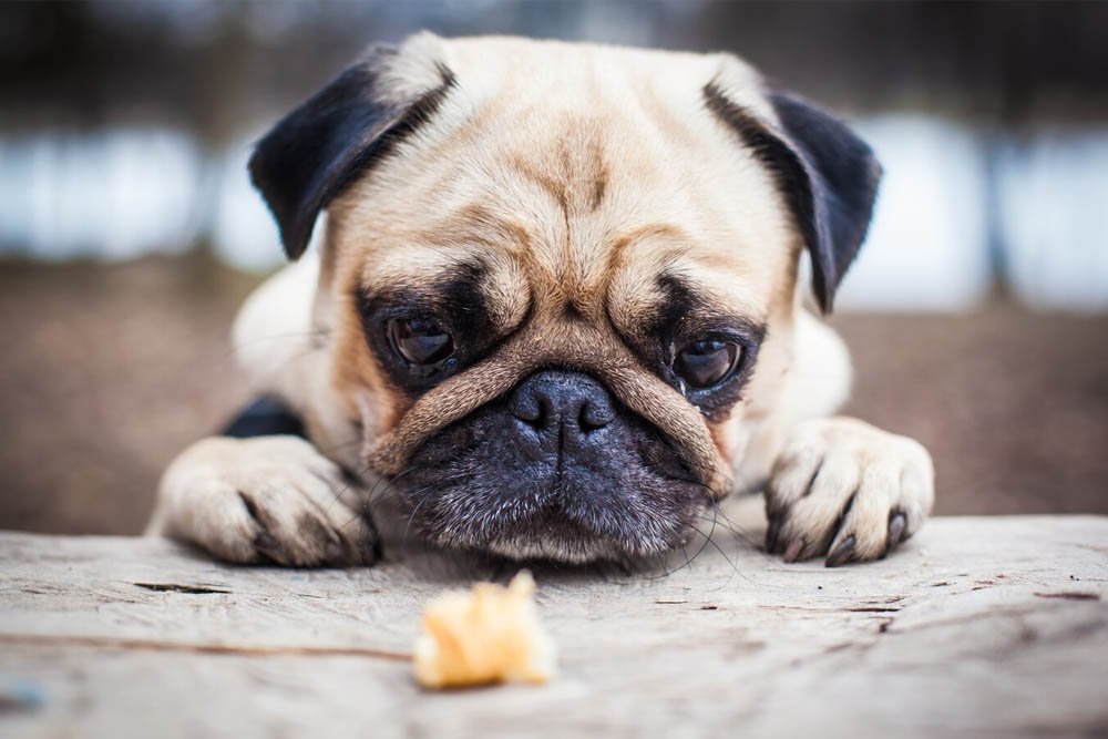 How Long Can Your Dog Go Without Eating Food