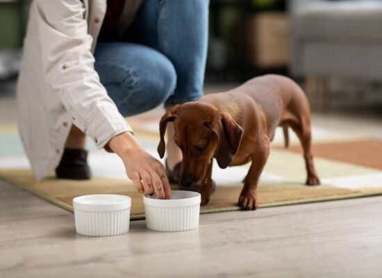 Best Probiotics for Dog's