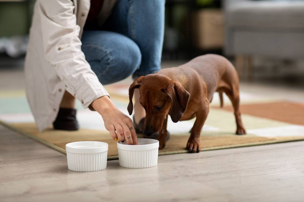 Best Probiotics for Dog's