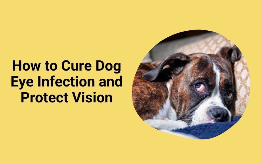 How to Cure Dog Eye Infection and Protect Vision