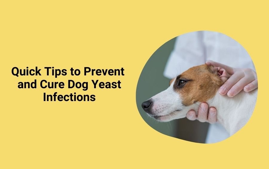 Quick Tips to Prevent and Cure Dog Yeast Infections