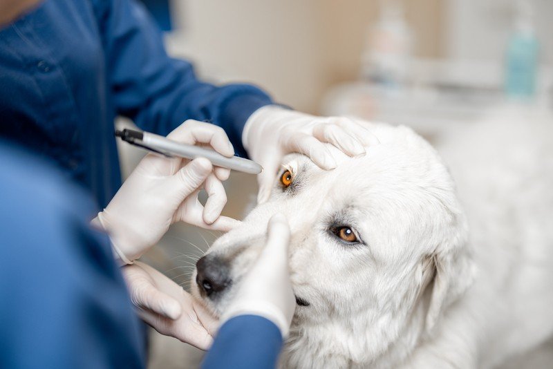 VET Suggestion for Dog's Eyes